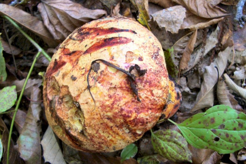 conferma per Boletus rhodoporpureus